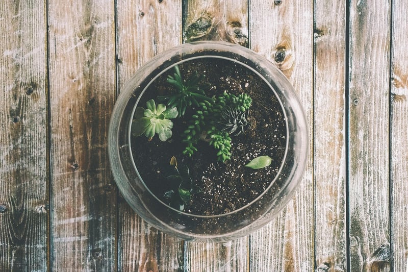 Hanging Terrarium